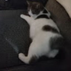 Meet your Posher, Genee